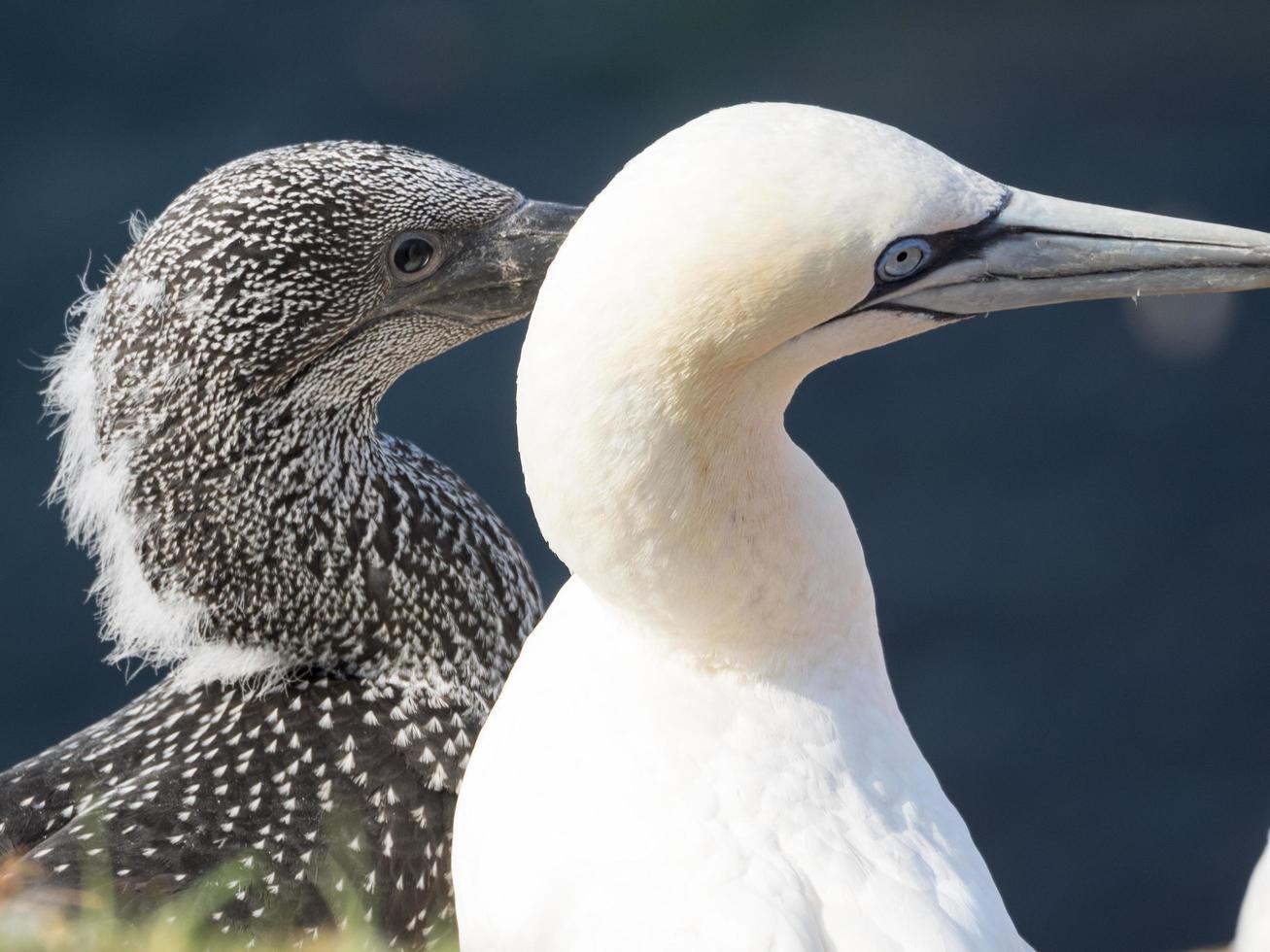 birds on helgoland island photo