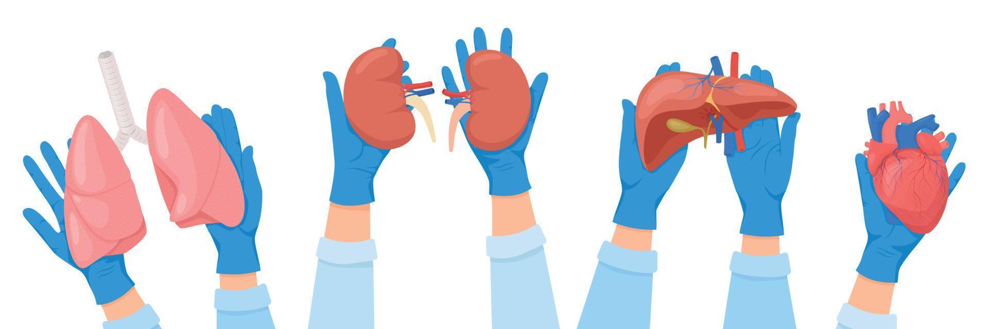 Human Organs Transplantations Set vector