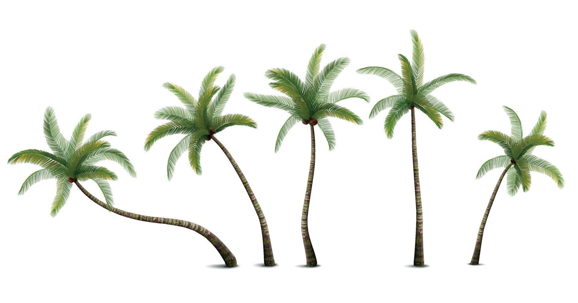 Coconut Palm Set 10317143 Vector Art at Vecteezy
