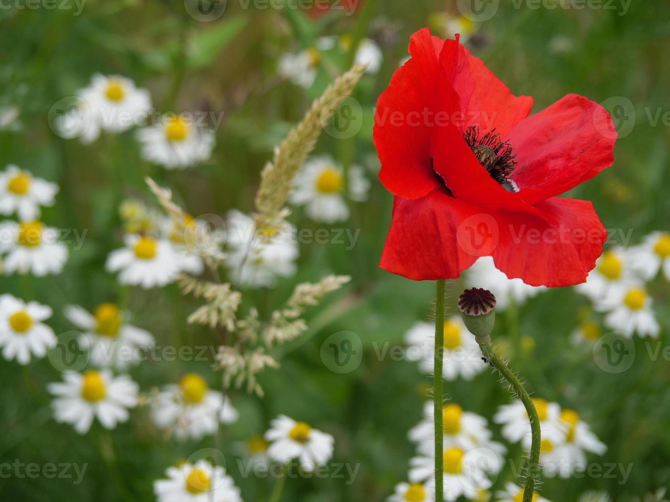 Poppies in westphalia photo
