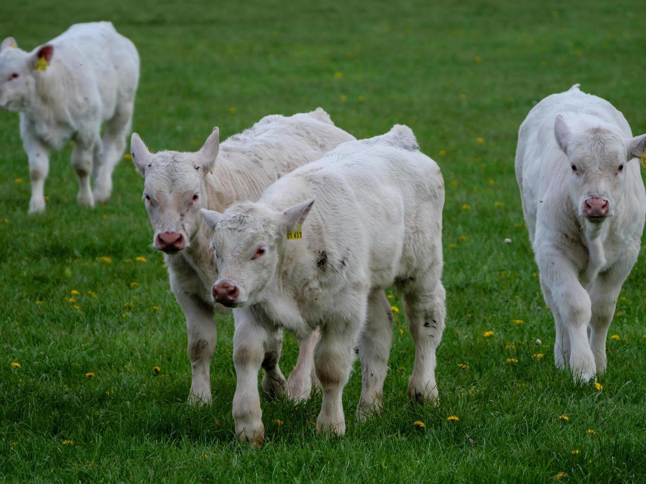 white cows in westphalia photo