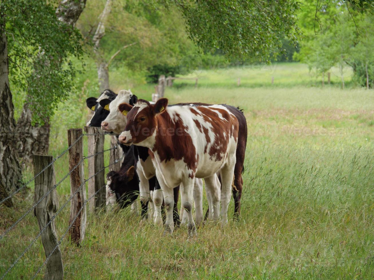 vacas en westfalia foto