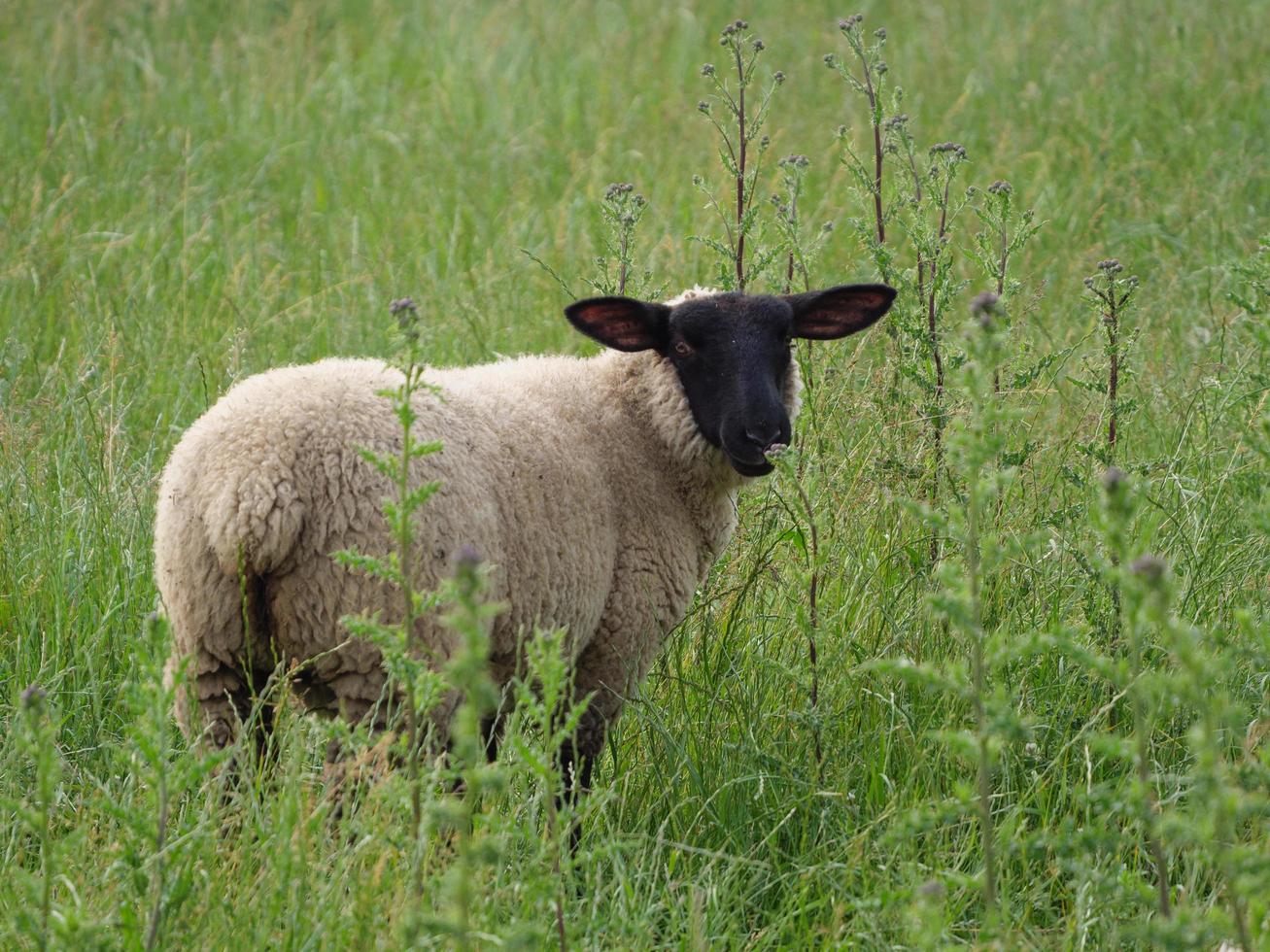 sheeps on a field in germany photo