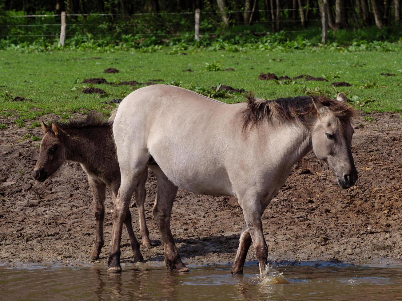 wild horses in westphalia photo