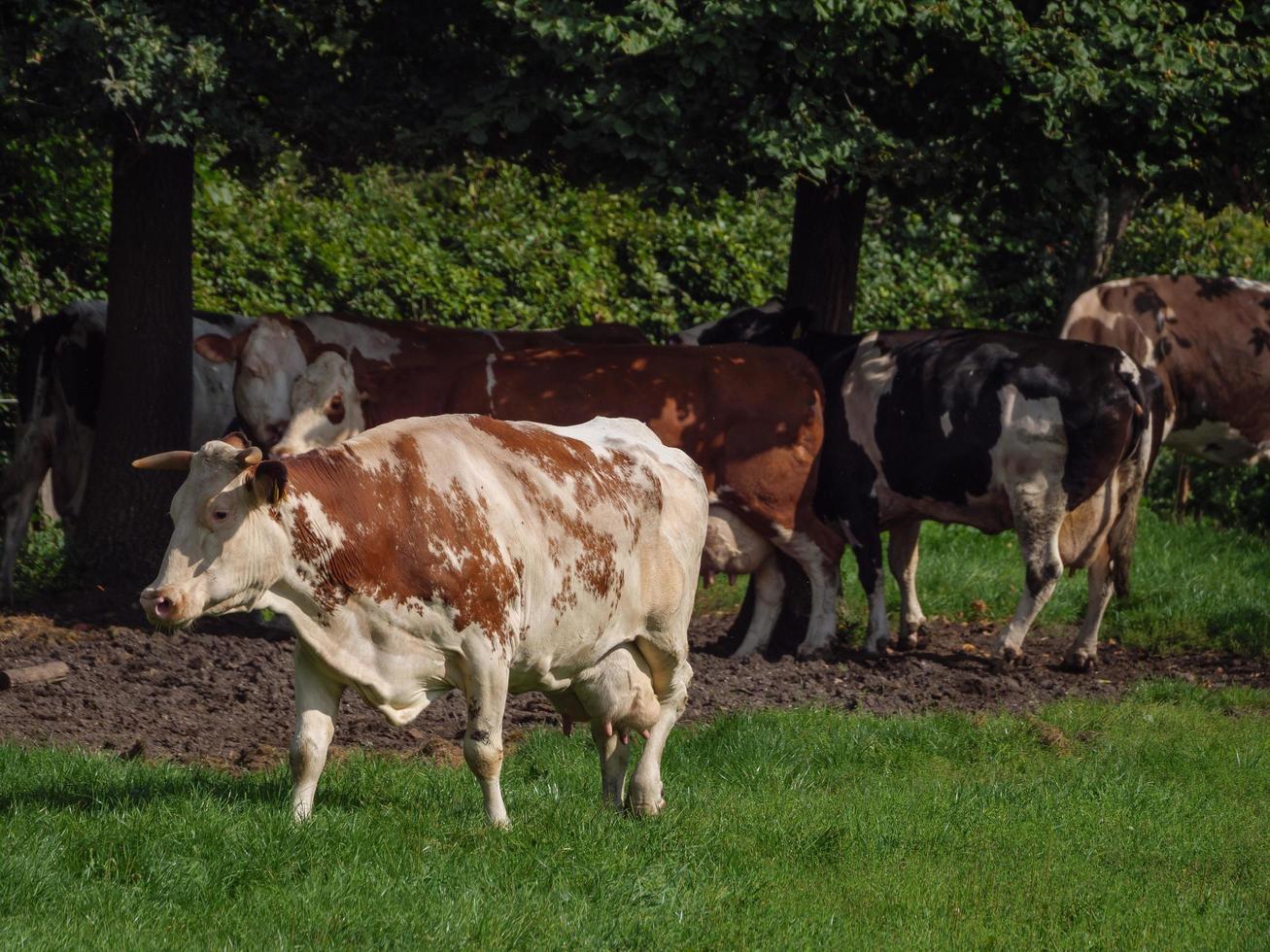 cows in the german westphalia photo