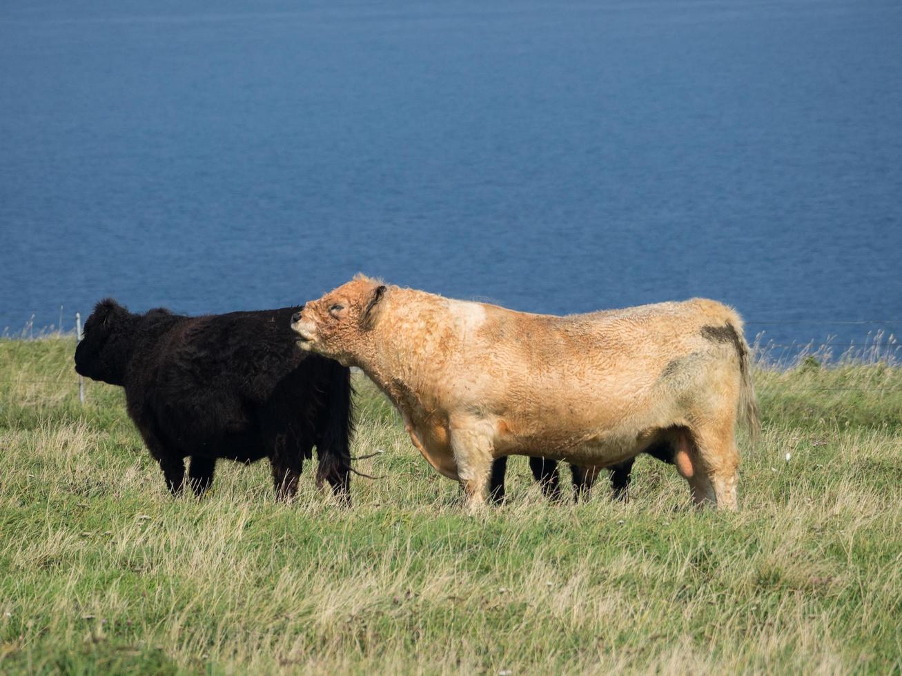 isla de helgoland en el mar del norte foto