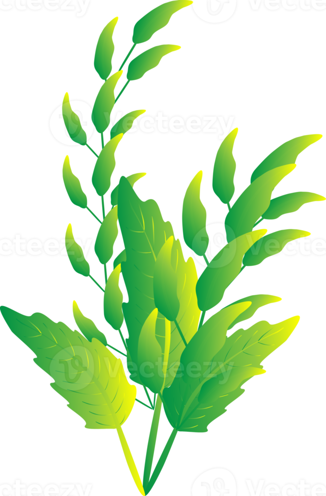 Flower houseplant botanical ornate isolated png