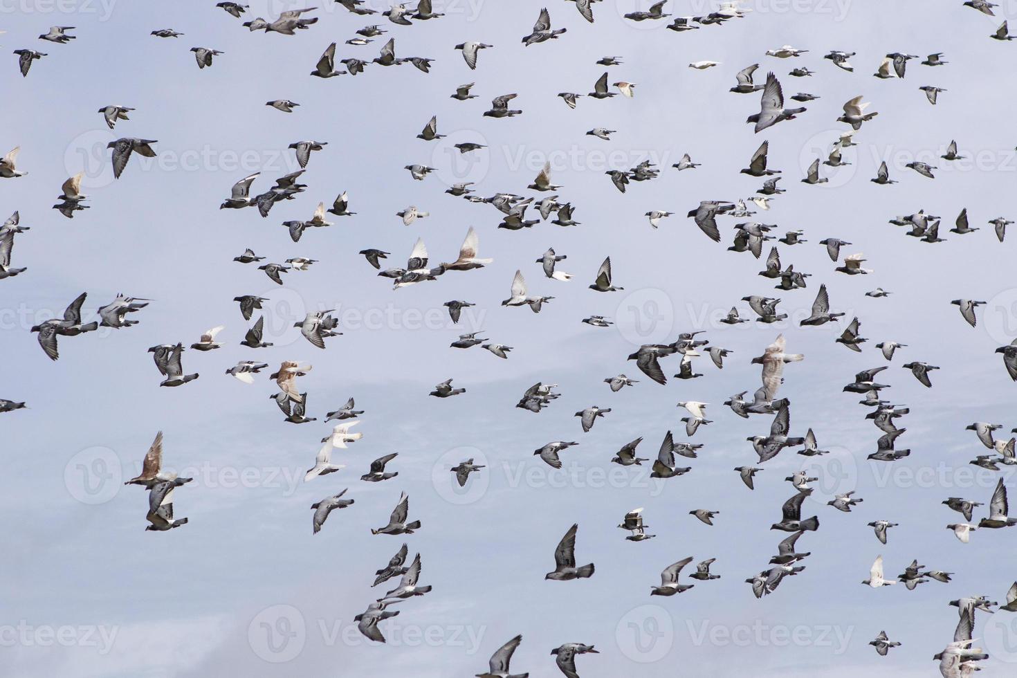 flock of speed racing pigeon flying against clear blue sky photo