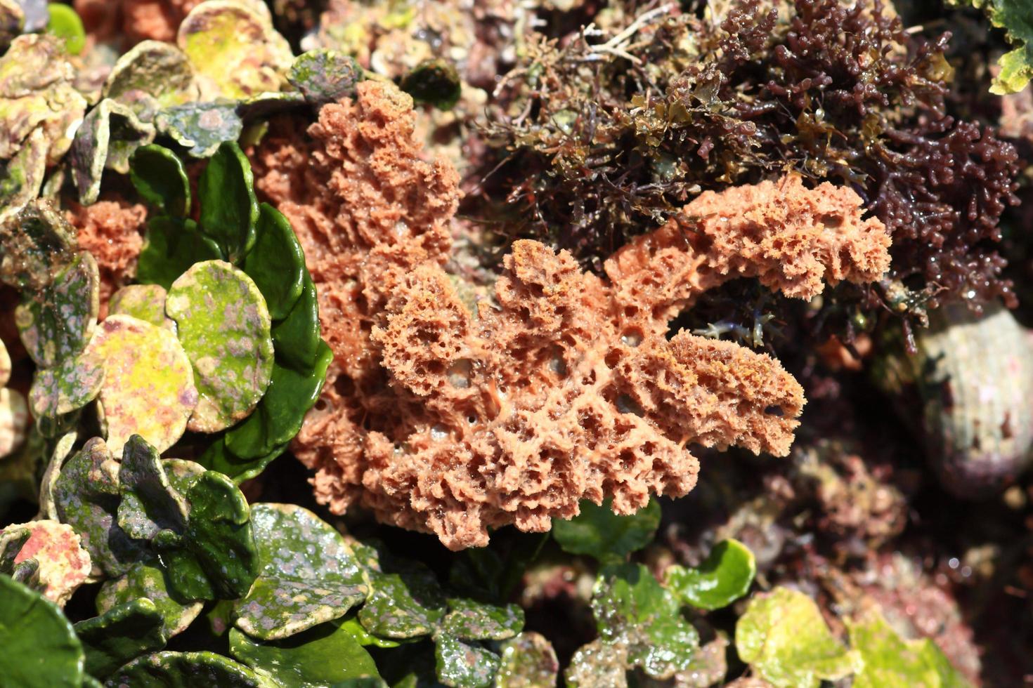 hard coral at low tide, thailand photo