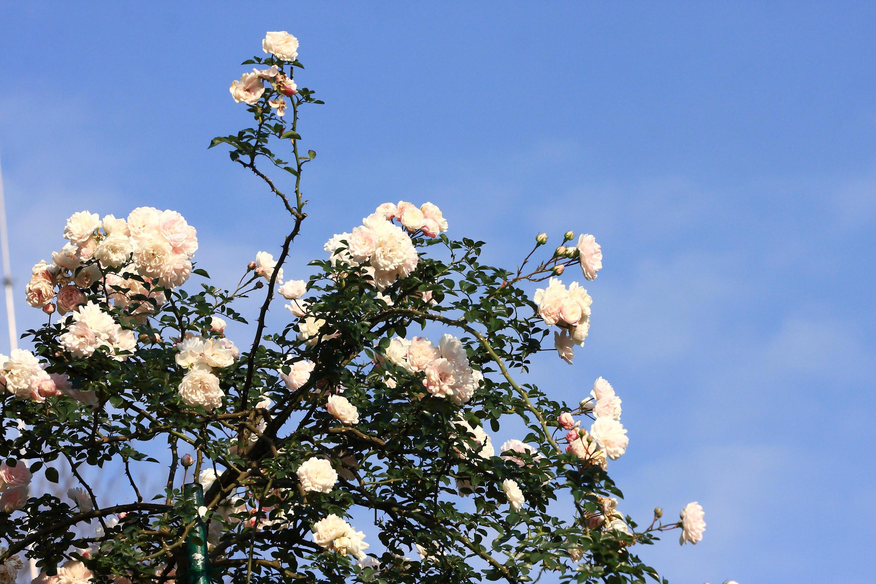 White roses - Alba,against blue sky. 10321453 Stock Photo at Vecteezy