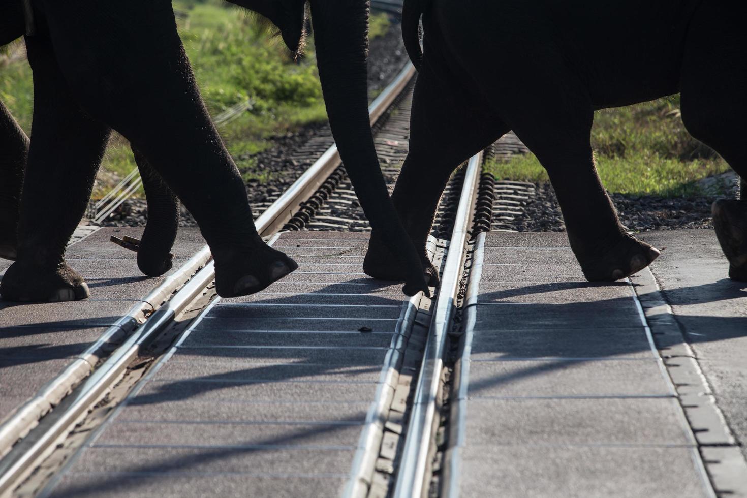 Elephants were crossing the railway photo