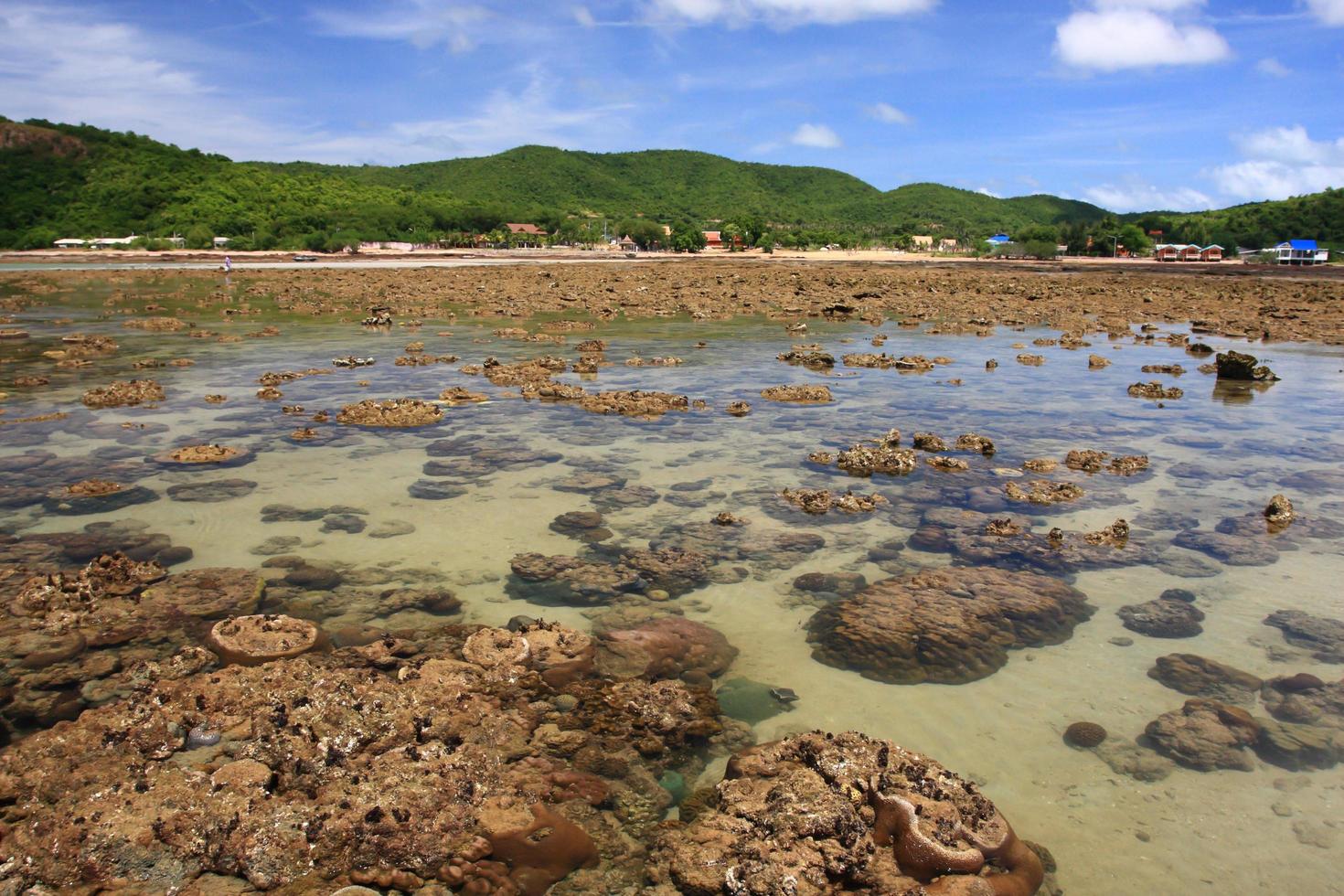 Corals in shallow waters during low tide off the coast  , Thailand photo