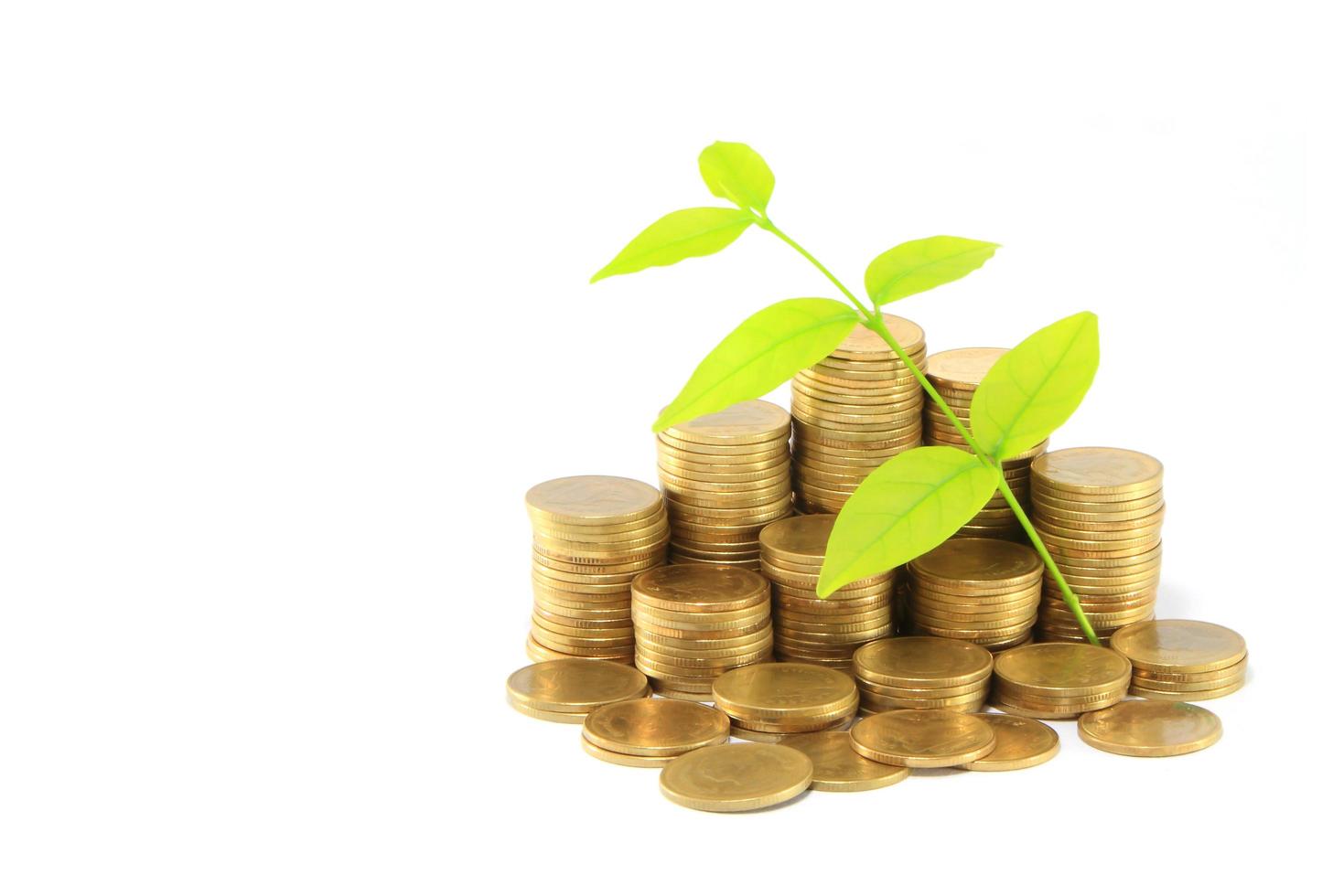 Gold coins and plant. On a white background photo