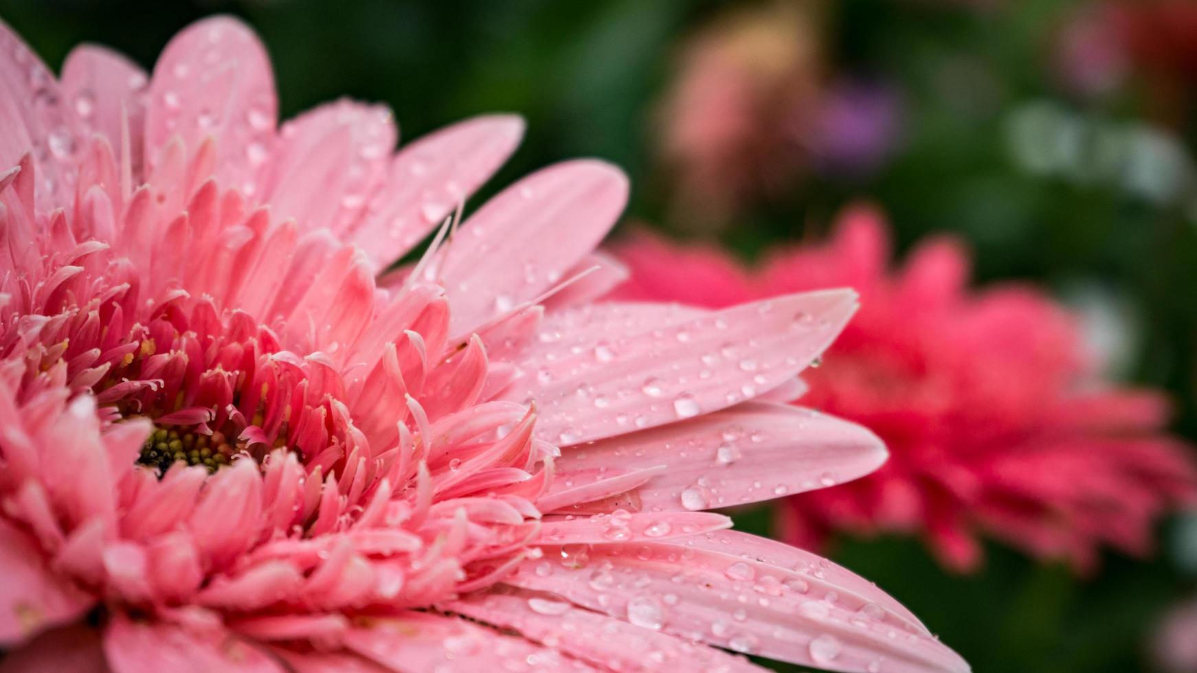 beautiful gerbera flower on the outdoor garden photo