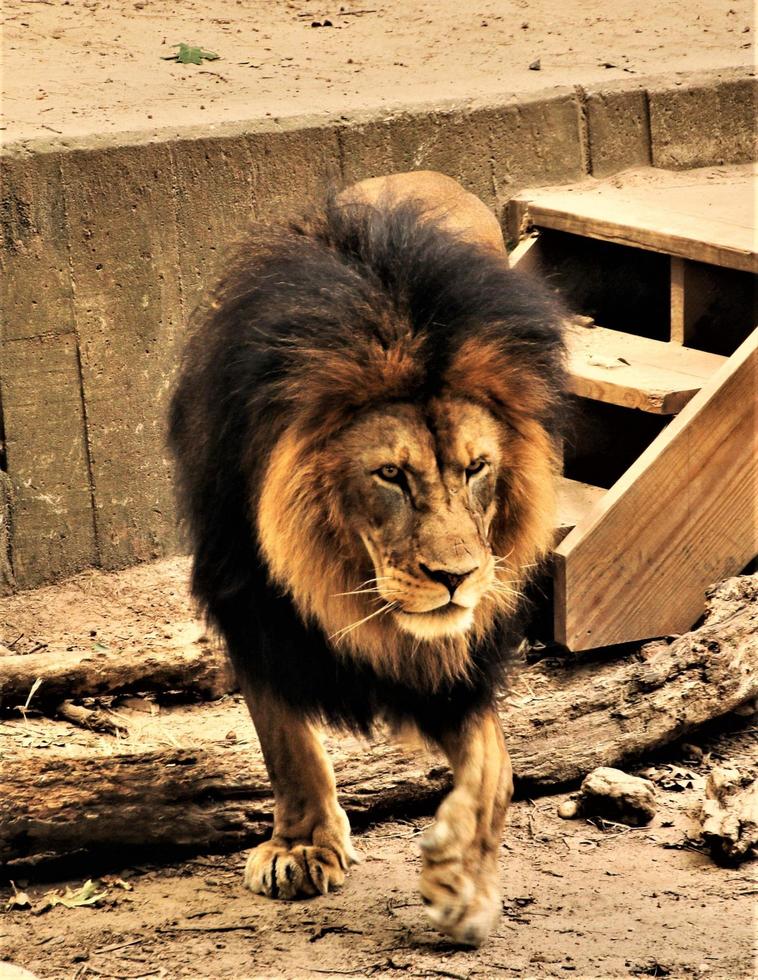 A close up of an African Lion photo