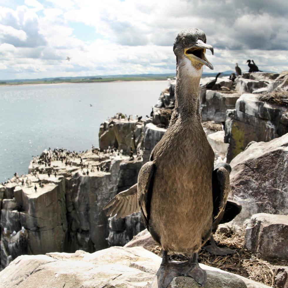 A close up of a Cormorant photo