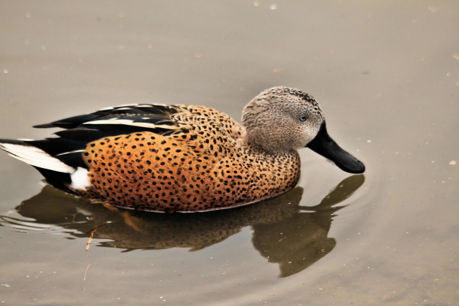 A close up of an Australian Shoveler photo