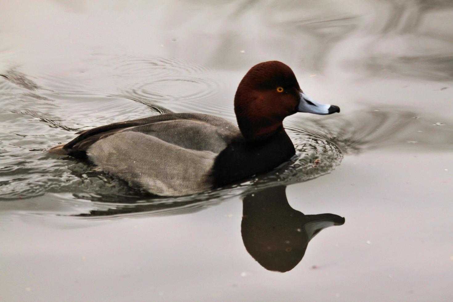 A view of a Canvasback Duck 10321533 Stock Photo at Vecteezy