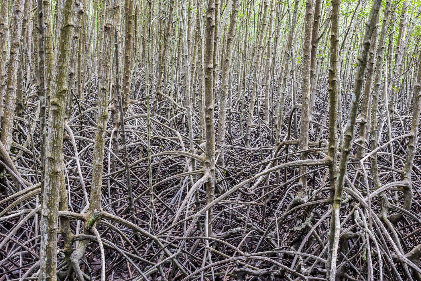 Root for mangrove forest is plentiful background at Rayong mangrove forest Thailand photo
