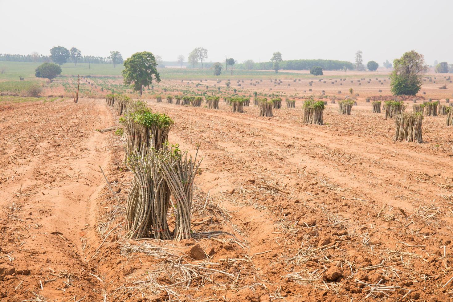 The cultivation of cassava plantation at field. Landscape of cassava plantation photo