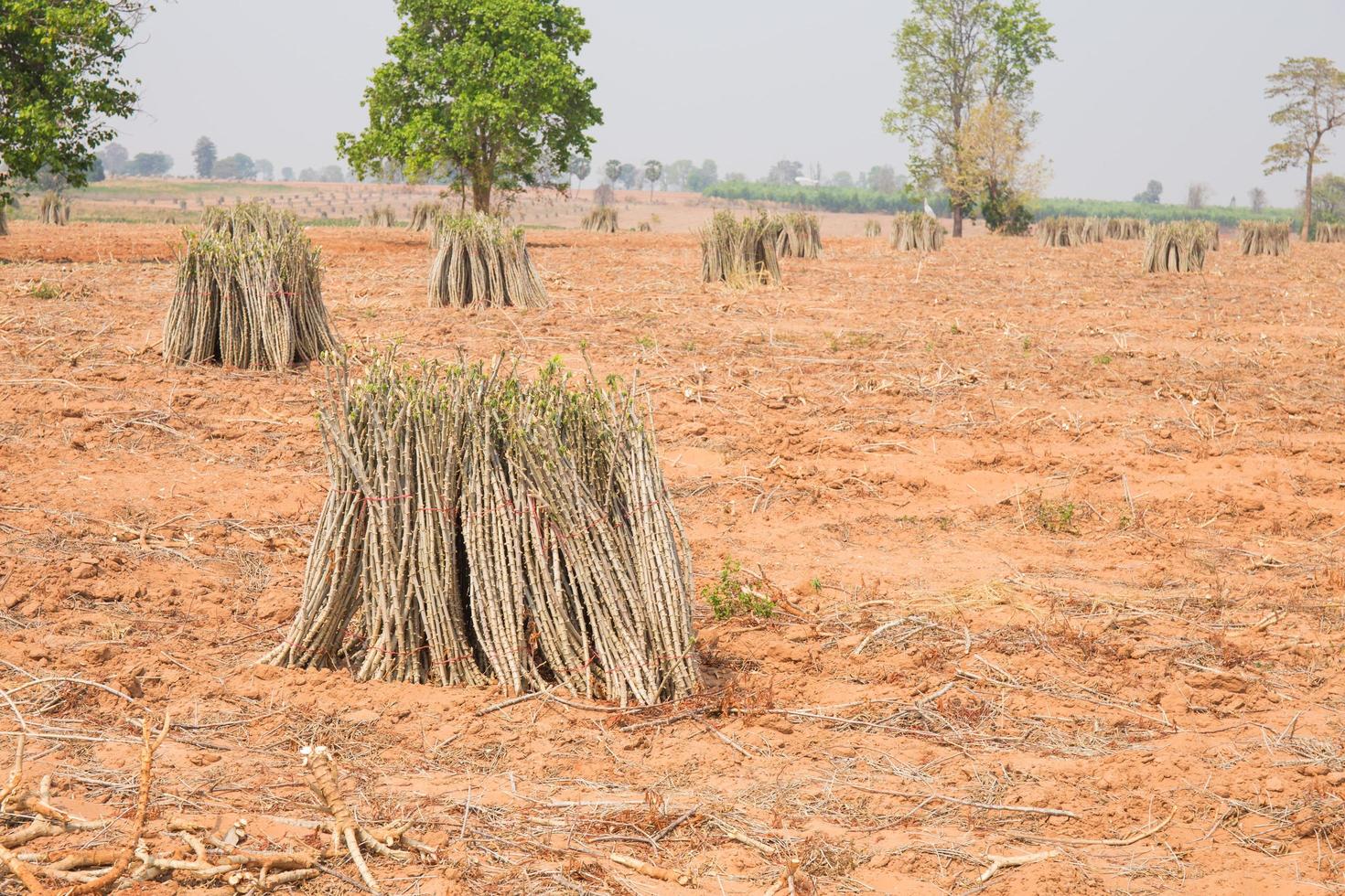 The cultivation of cassava plantation at field. Landscape of cassava plantation photo