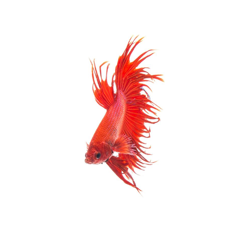 orange red siamese fighting fish, betta splendens isolated on white background photo