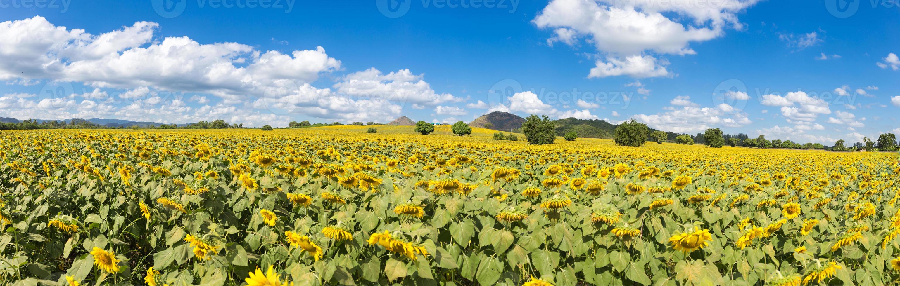 Panoramic of sunflowers on blue sky background at the field in summer photo