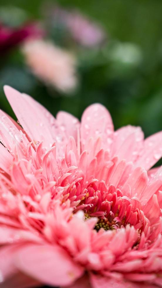 beautiful gerbera flower on the outdoor garden photo