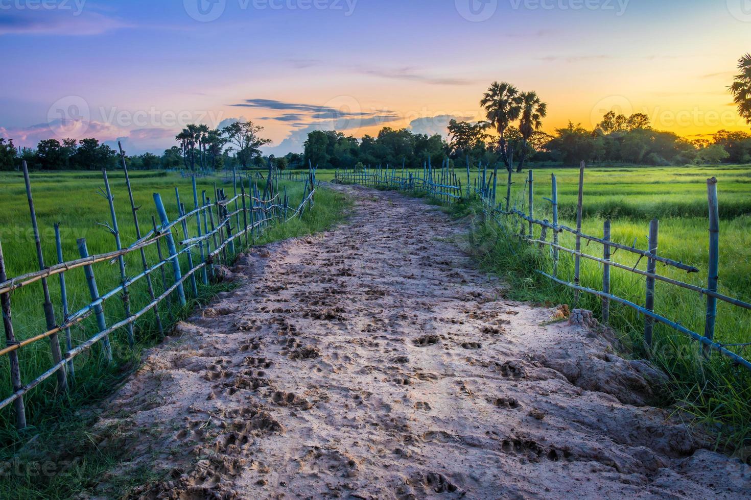 Landscape of soil road with spoor animals and bamboo in nature around Jasmine rice and toddy palm tree in twilight time, sun light to the ground at countryside Thailand photo