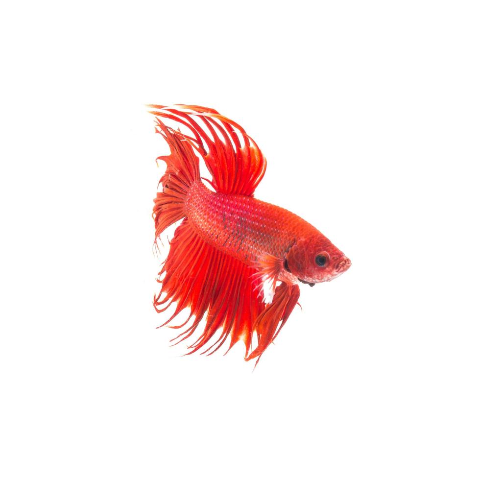 orange red siamese fighting fish, betta splendens isolated on white background photo