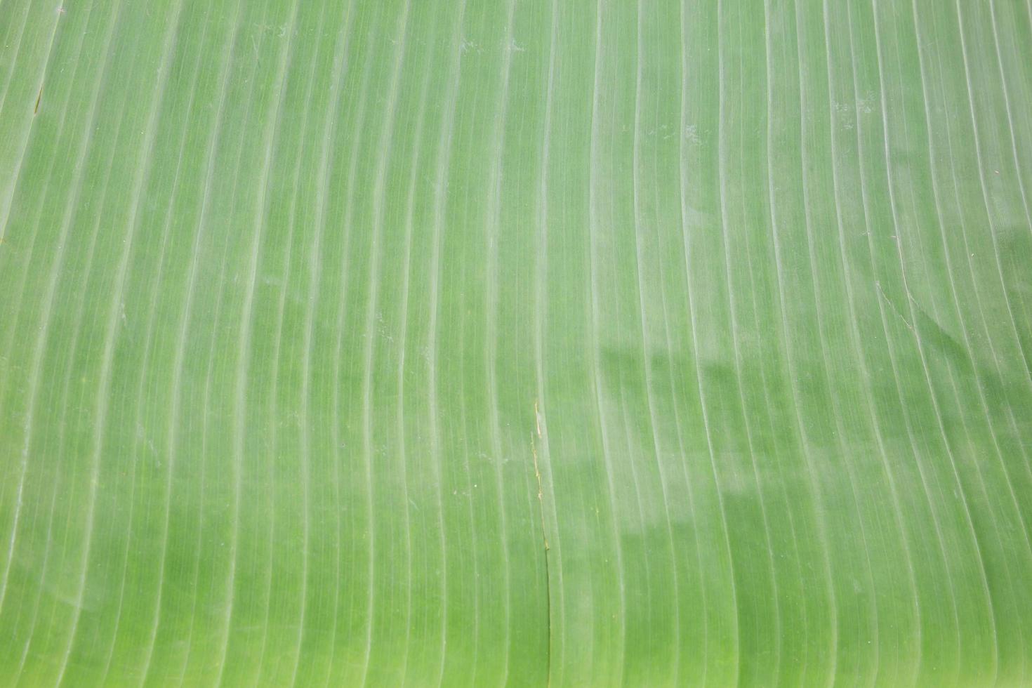 closeup of green banana leaf texture background photo
