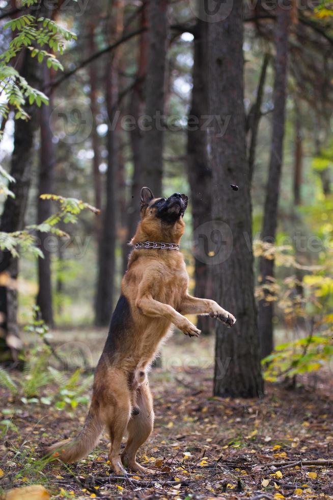 Perro pastor alemán jugando con piñas en el bosque de otoño cerca de la vía férrea foto