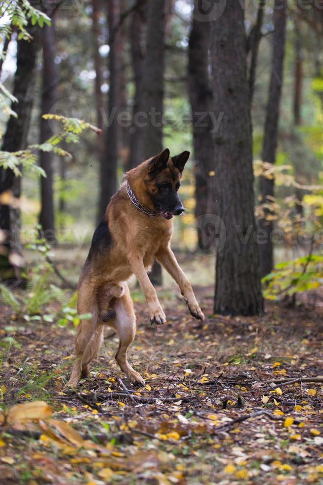 perro pastor alemán jugando en el bosque de otoño cerca del ferrocarril foto