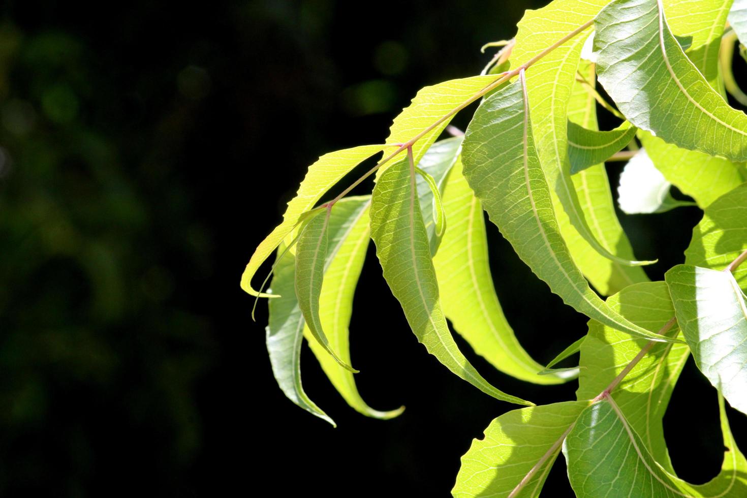 hojas de neem con espacio de copia. foto