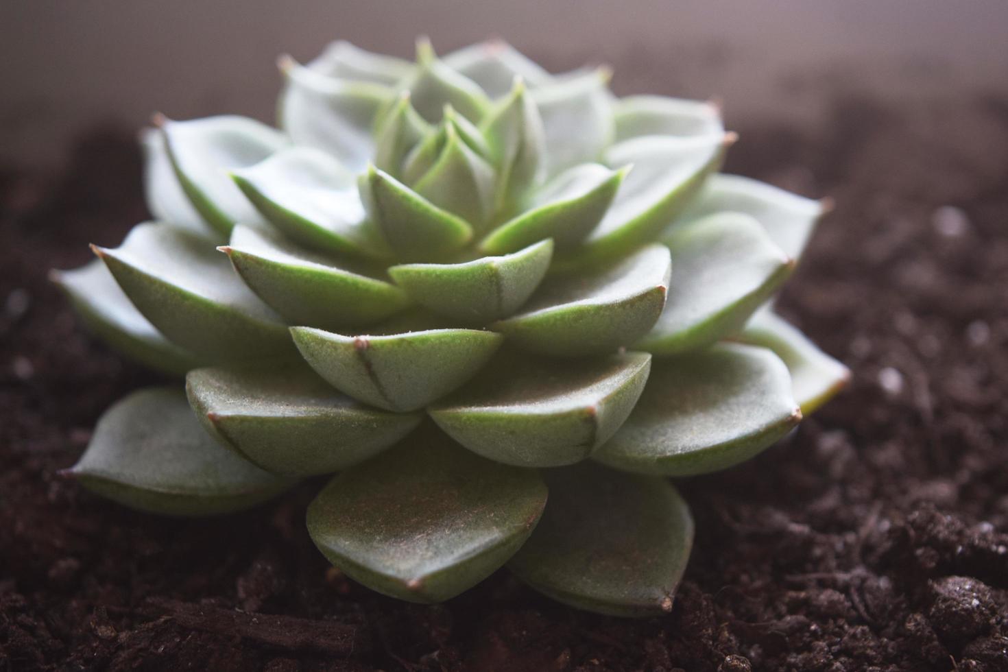 the house plant succulent photo