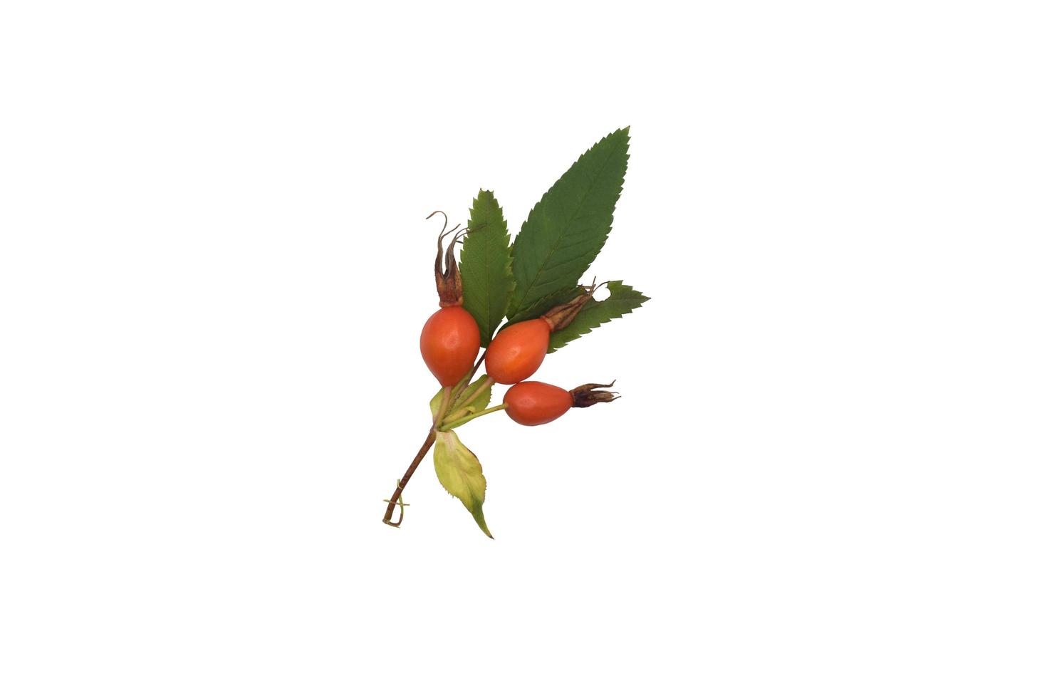 a sprig of rosehip with berries on a white background photo