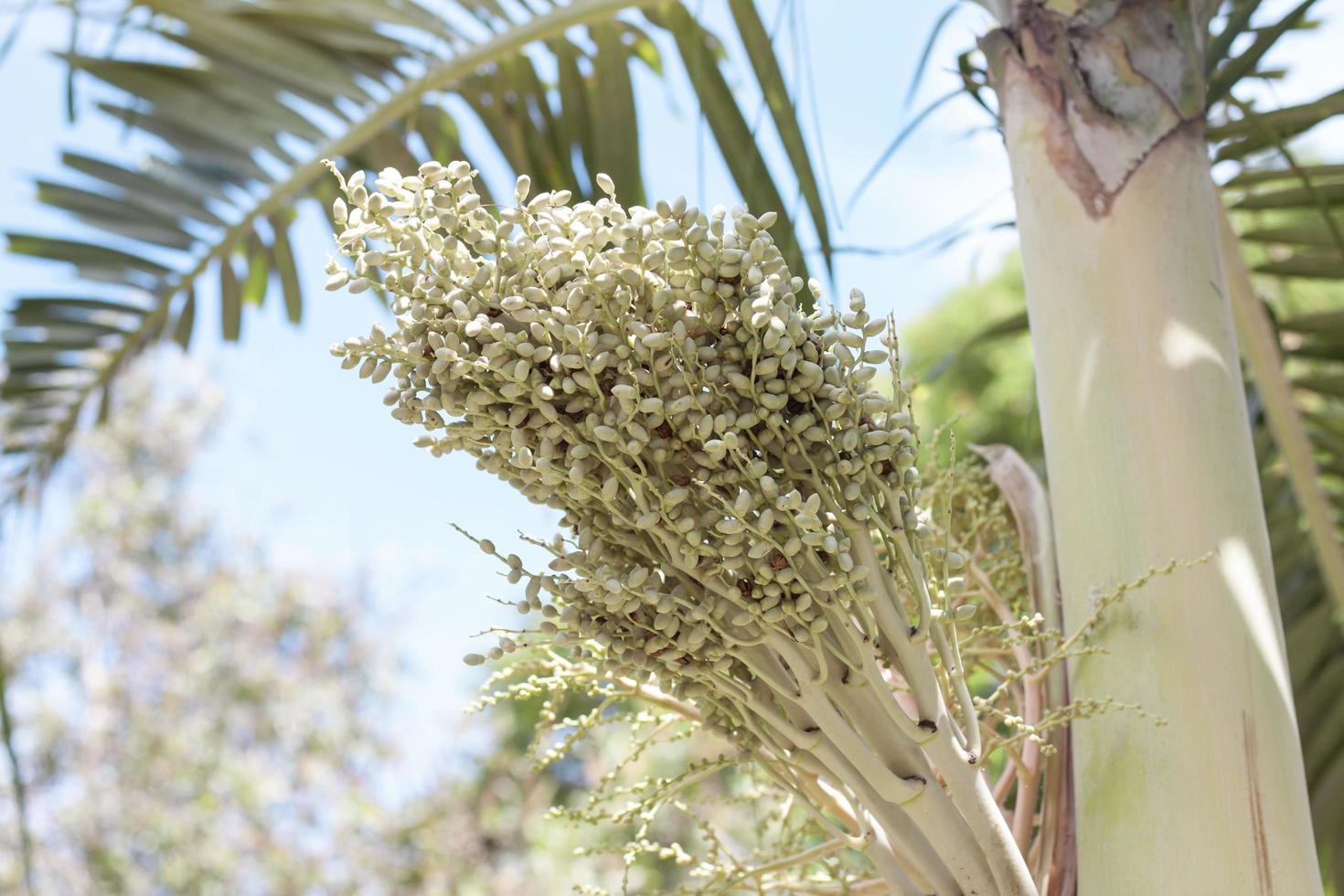 Young betel palm fruit or betel nut on tree on bright blue sky background. photo