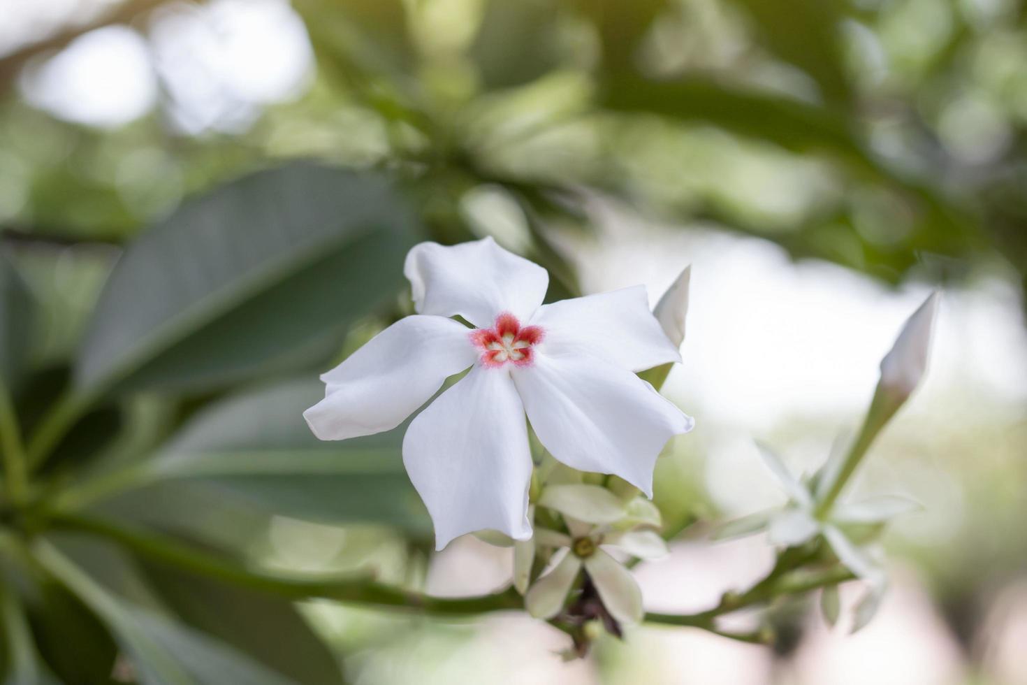 flor de madera de leche gris, árbol suicida, pong-pong amarillo o cerbera odollam gaerth en árbol es una hierba tailandesa con propiedades que se usa para laxante, tratamiento floral de hemorroides. foto