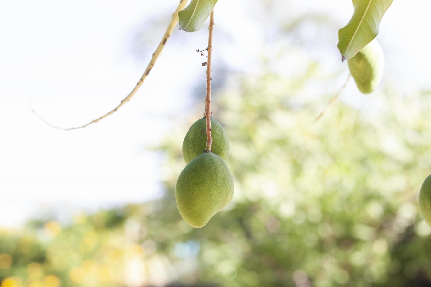 fruta de mango joven en el árbol con luz solar sobre fondo de naturaleza borrosa. foto