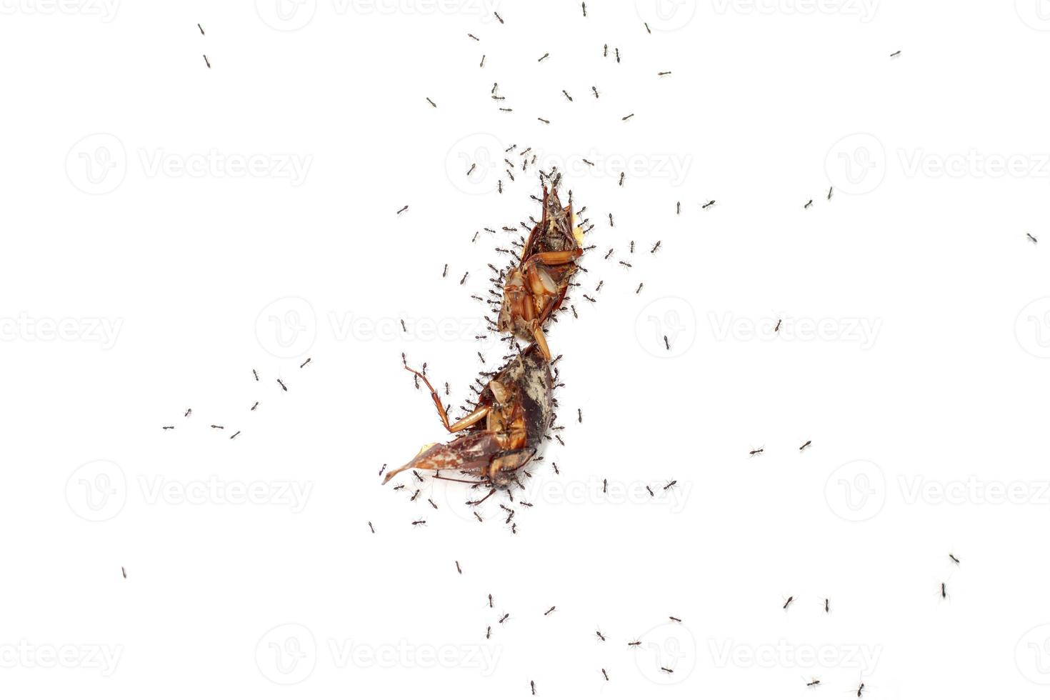 Top view of ants are eating the carcasses of dead insects isolated on white background. photo