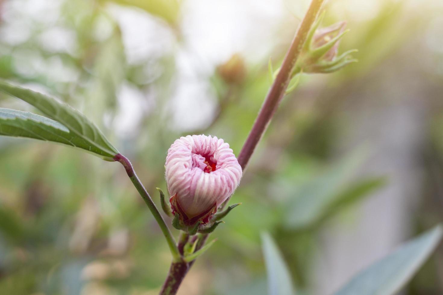 Rosella, Jamaican Sorel, Rozelle, Red Sorrel, Karkade, Vinuela or Cabitutu flower bud on tree with sunlight, Is a Thai herb. photo