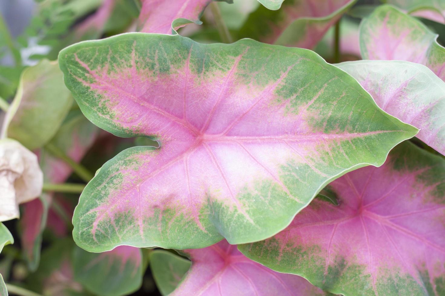 Top view of Caladium bicolor is Queen of the Leafy Plants in pot in the garden. photo