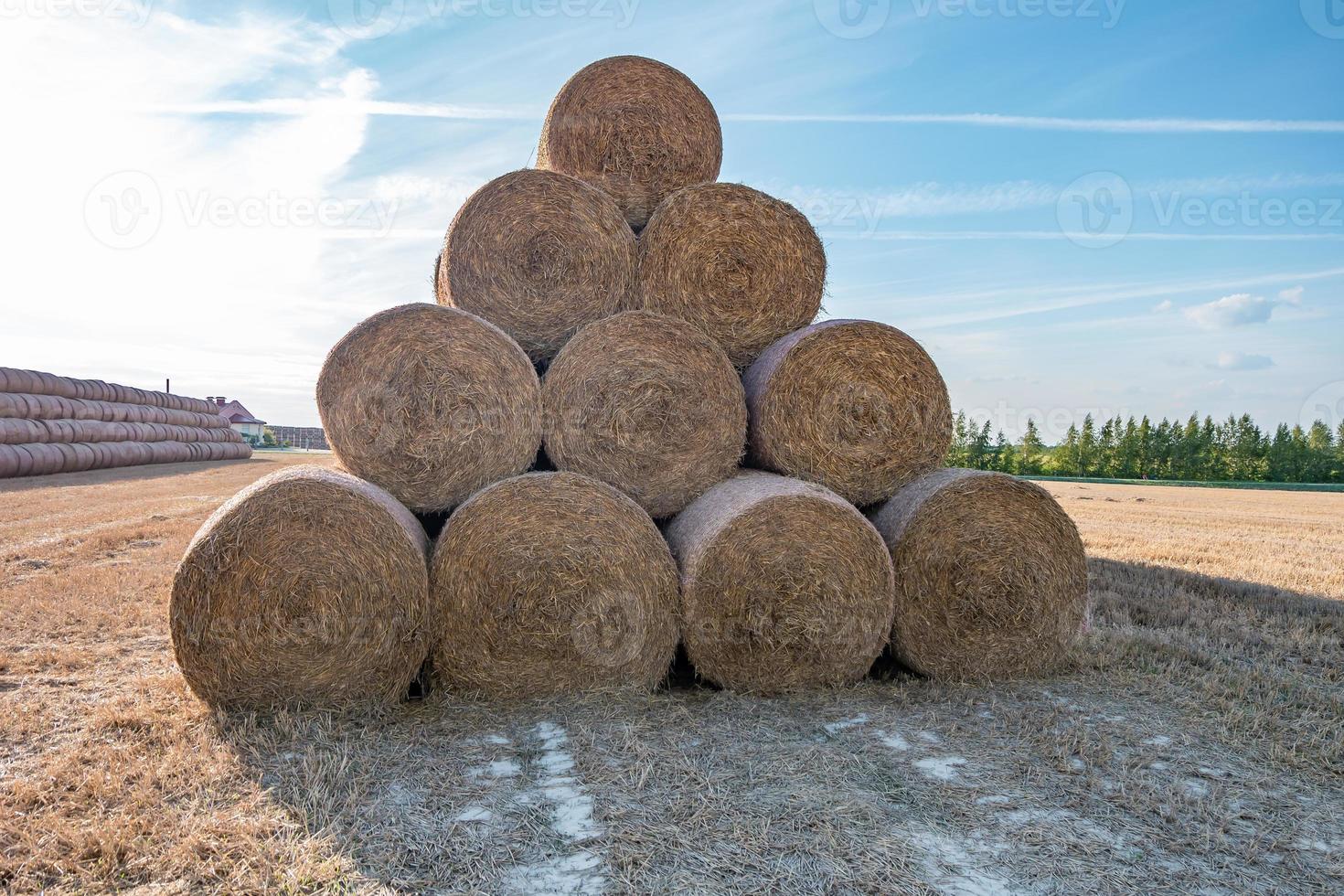 huge straw pile of Hay roll bales on among harvested field. cattle bedding photo