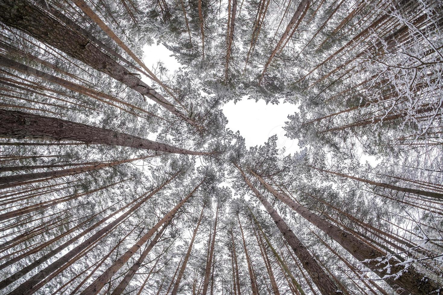 Looking up into winter forest. Trees growing in the sky photo