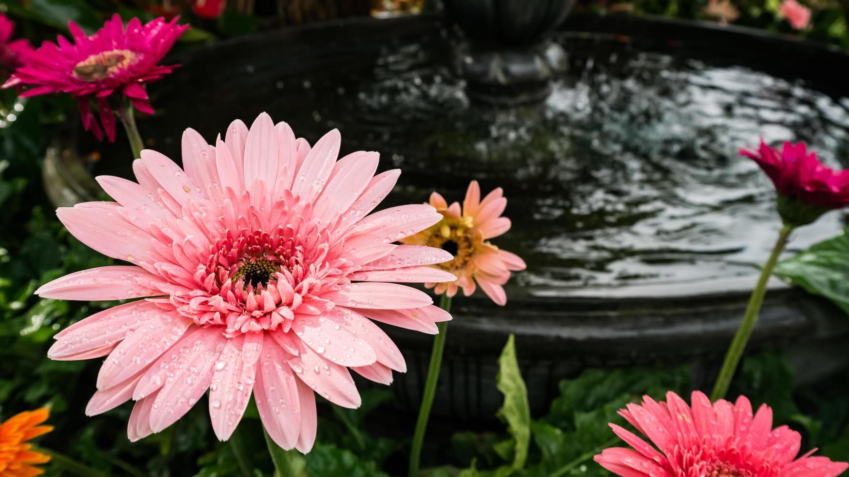 beautiful gerbera flower on the outdoor garden photo