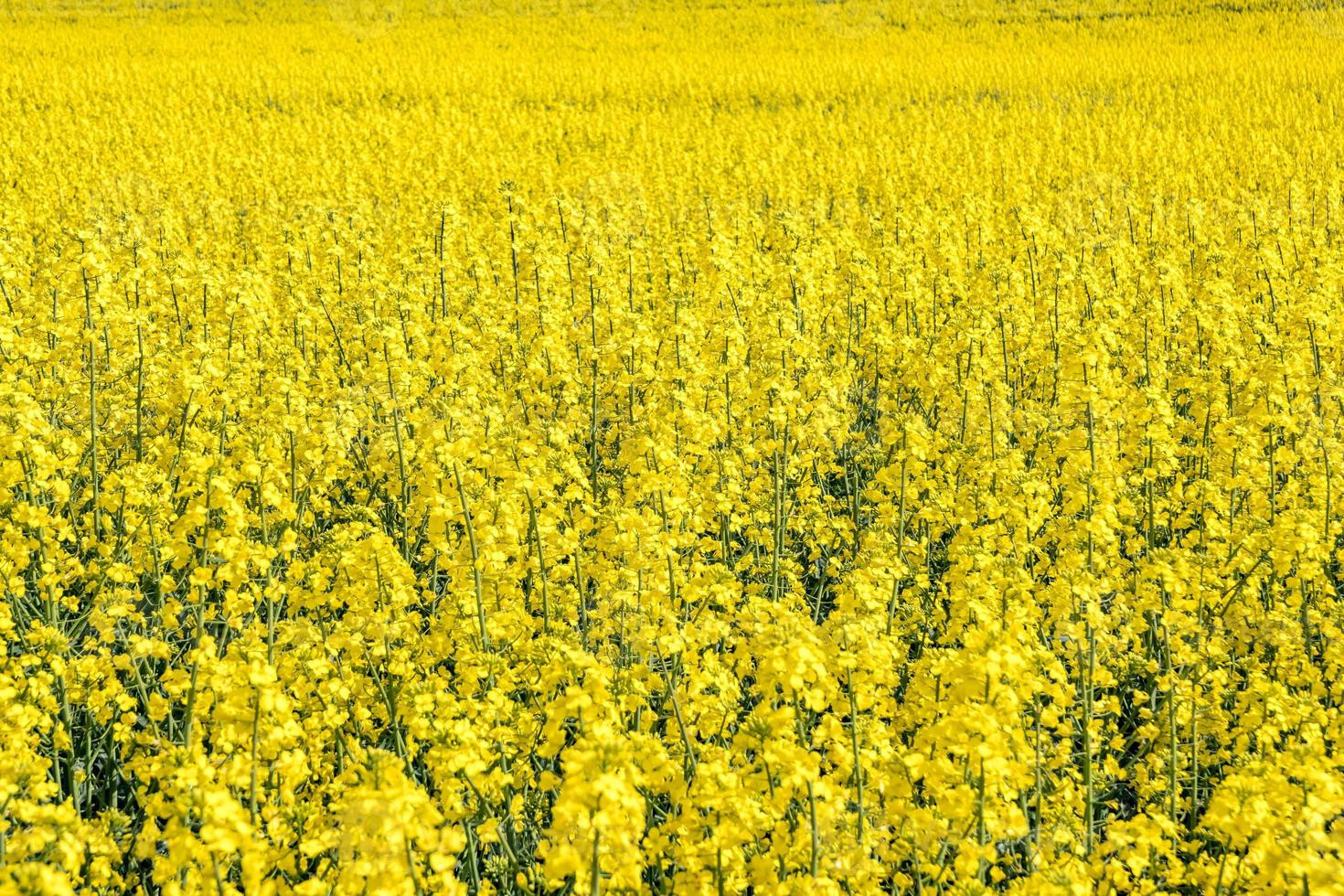 Field of beautiful springtime golden flower of rapeseed with blue sky