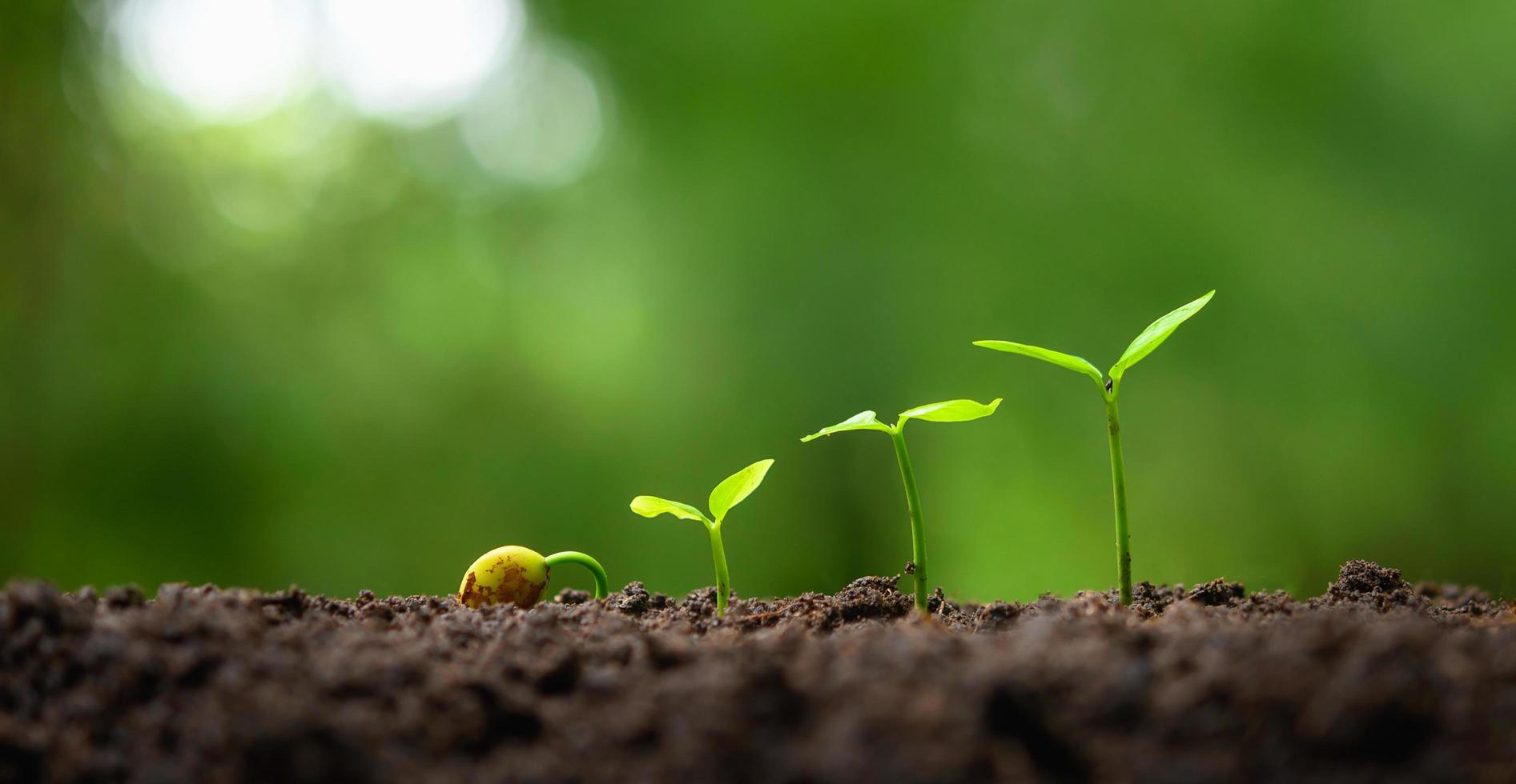 young tree growing in garden with sunrise. eco concept earth day photo