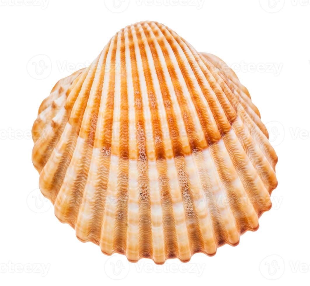 yellow brown seashell of cockle isolated on white photo