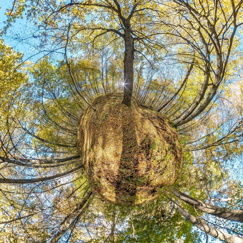Spherical abstract aerial view in forest with clumsy branches in gold autumn. tiny planet transformation of spherical panorama 360 degrees. Curvature of space. photo