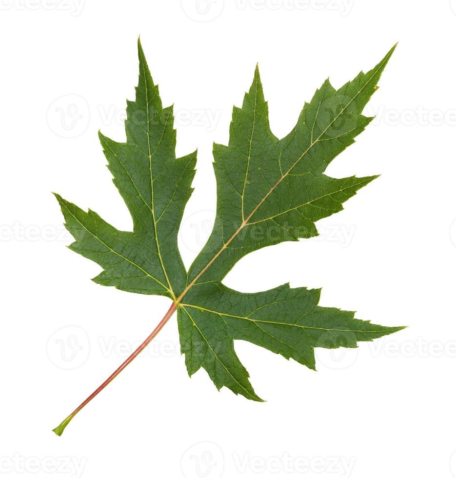 hoja verde del árbol de arce plateado aislado foto